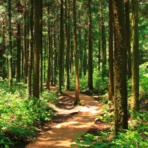 La mĂ©ditation de pleine conscience pour ĂȘtre conscient de ce que l'on vit et faire des choix conscients