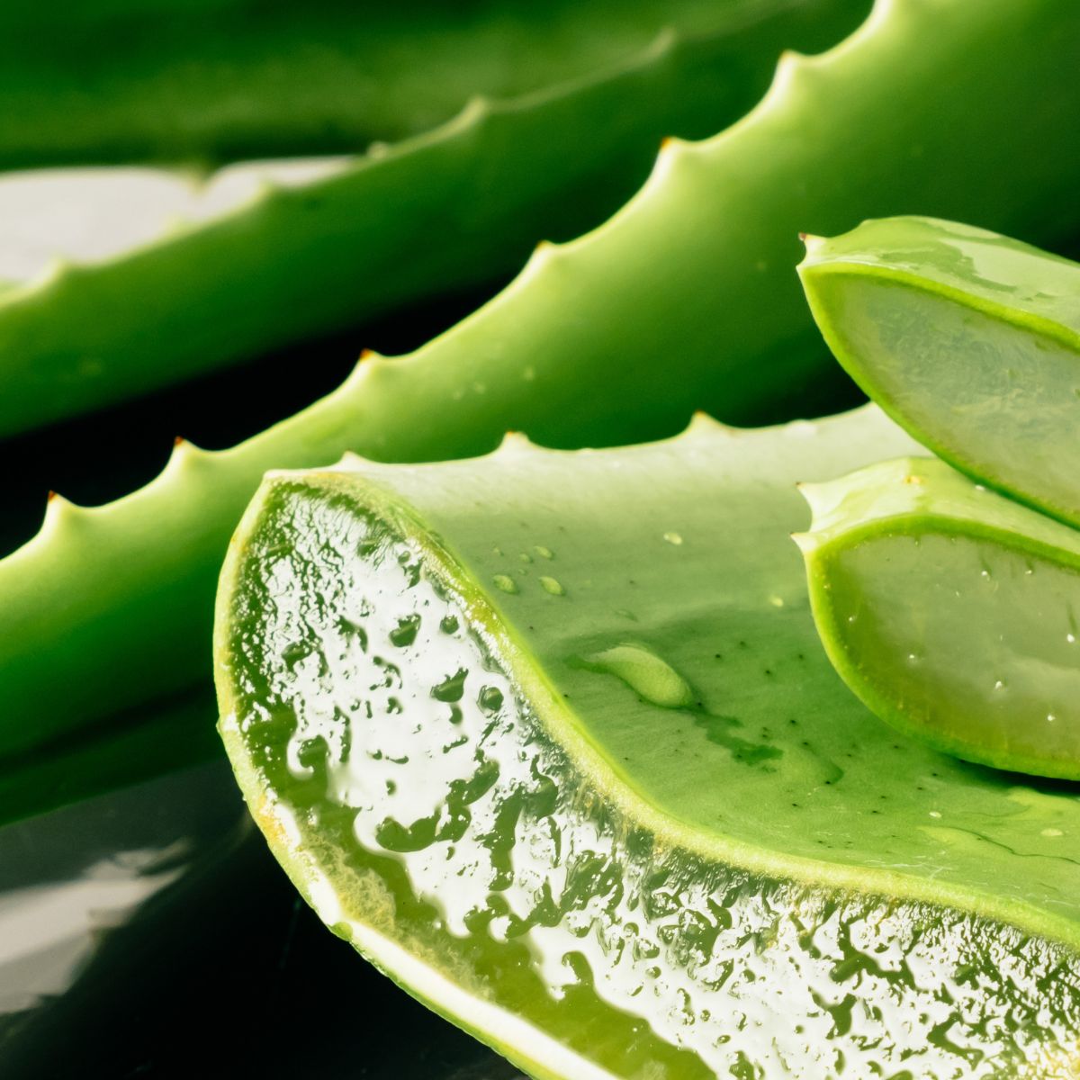 Aloe vera complément alimentaire produit ayurvédique digestion peau hydratation digestion ayurvéda cure