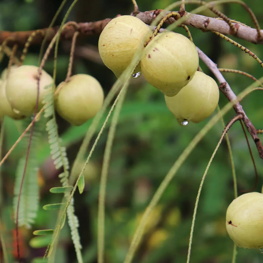 amalaki, complément, alimentaire, ayurvédique, aide à assurer le bon fonctionnement de la circulation artérielle, et aide à renforcer le système digestif et nerveux