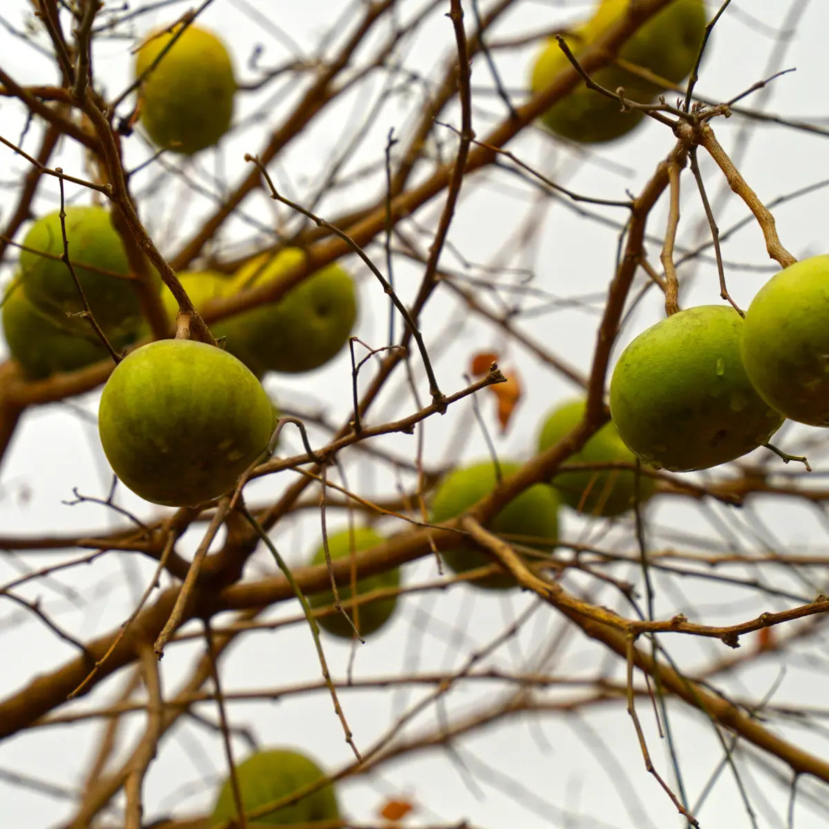 bilva, complement alimentaire ayurvedique, aide à faciliter l'élimination des infections microbiennes, aide à atténuer les diarrhées, aide à lutter contre la constipation et aide le système digestif