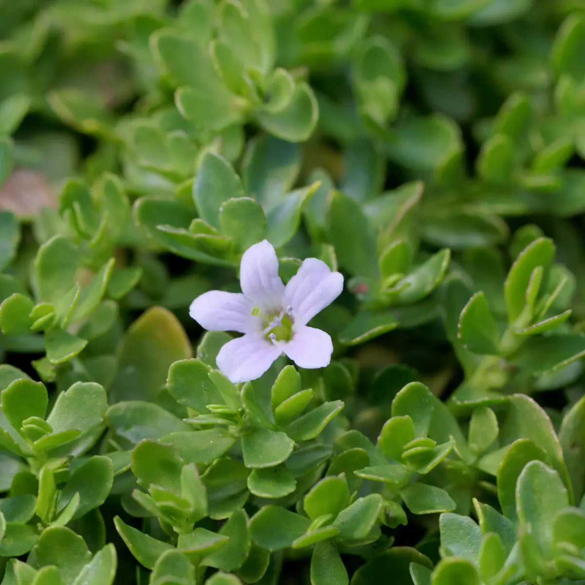 brahmi, complément, alimentaire, ayurvéda, aide le système cognitif, aide à améliorer la mémoire et la concentration