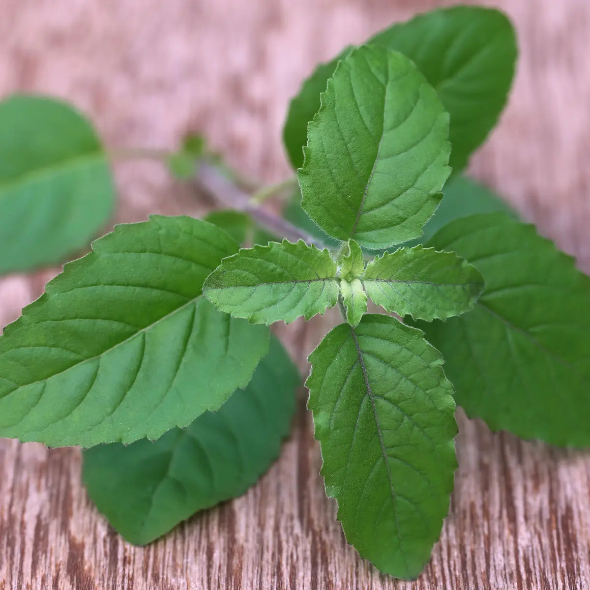Complément alimentaire ayurvédique, ocimum sanctum, basilic sacre, gelule, tulsi, complement naturel anti stress, adaptogene naturel, bien etre du corps et de l esprit soutient le systeme respiratoire