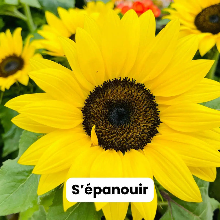 Ebook et formation pour apprendre la méditation de pleine conscience méditer au quotidien pour débutants nuls anti stress burn out épuisement professionnel perte concentration gestion des émotions et des pensées méditation facile MBSR TCC