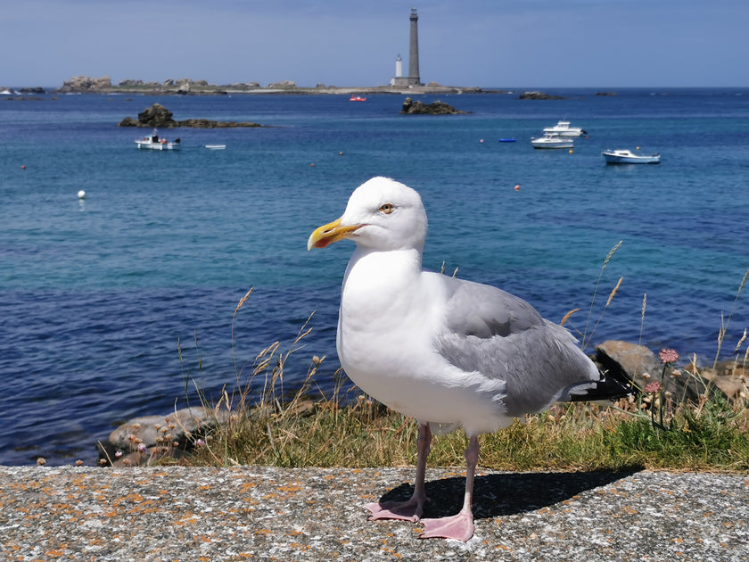méditation guidée sur la bretagne-relaxation immersive avec des paysages authentiques