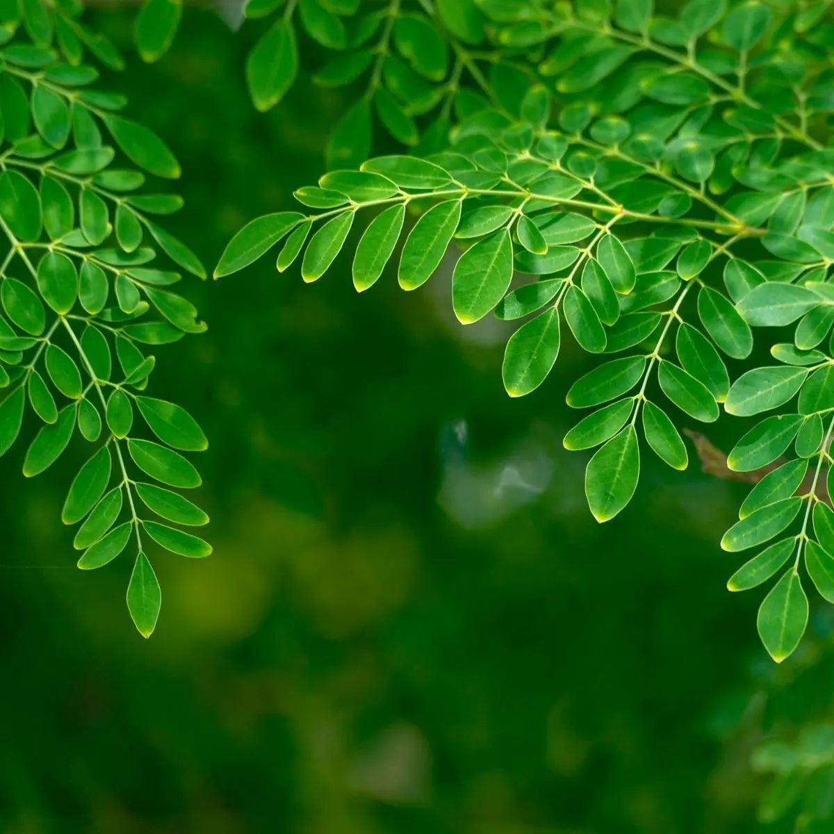 Huile moringa produit ayurvédique ayurvéda soin peau anti âge anti stress