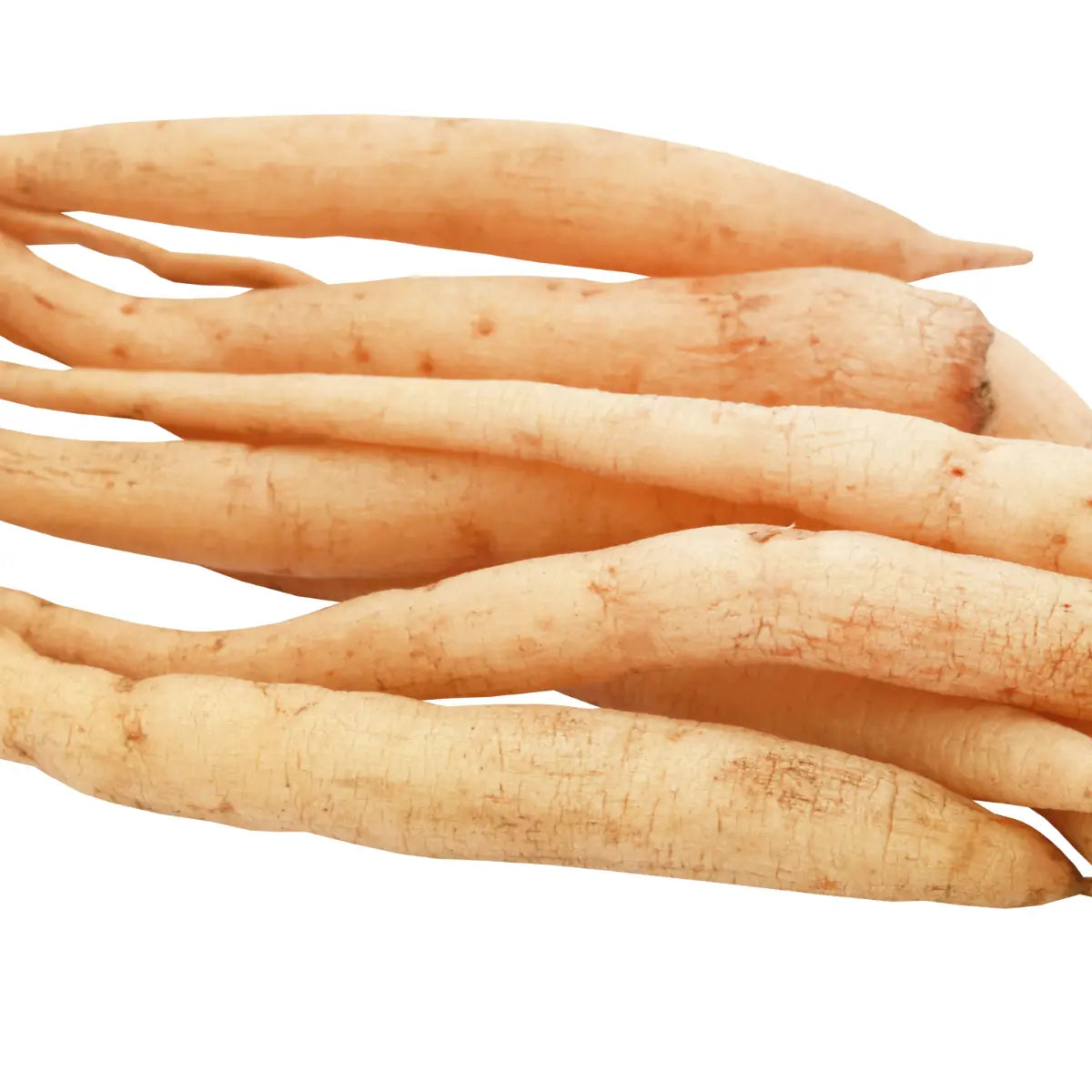 shatavari, complément, alimentaire, ayurvédique, aide à réduire le stress, l'anxiété, aide à éliminer l'hyperacidité, aide au bien être, aide le système digestif et le système immunitaire