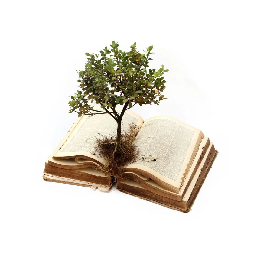 cure ayurvédique detox, cure ayurvédique Bretagne, retraite bien-être ayurvédique, cure ayurvédique détox métaux lourds, séjour ayurvédique France, cure ayurvédique femme 45+, cure shirodhara France, retraite yoga et ayurvéda, séjour détox mentale Bretagne, cure déconnexion numérique, séjour bien-être en Bretagne pour femmes stressées, retraite ayurvédique digestion, jeûne, retraite jeûne France, cure fatigue mentale et physique, séjour pour se reposer mentalement, cure bien-être anti stress, cure repos