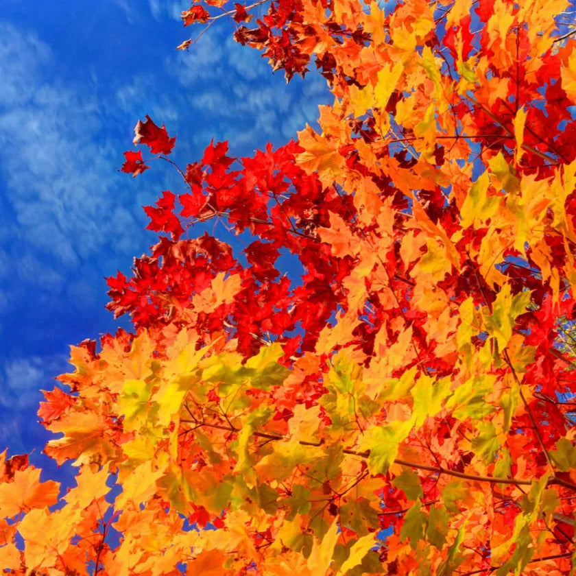 abonnement thé vert noir blanc maté rooibos tisane infusion 3 mois