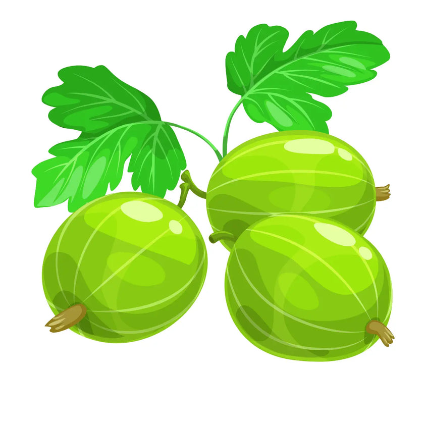 amalaki, complément, alimentaire, ayurvédique, aide à assurer le bon fonctionnement de la circulation artérielle, et aide à renforcer le système digestif et nerveux 