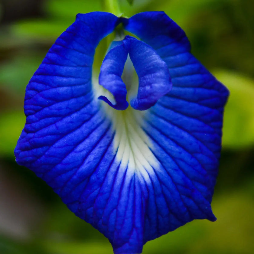 aparajita, clitoria, ternatea, complément alimentaire ayurvédique, antiinflammatoire, antistress, antidépresseur, aide à améliorer la mémoire, bon pour le foie