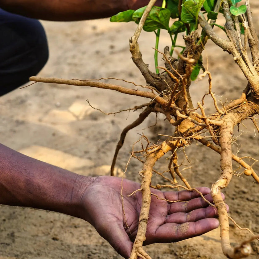 Ashwagandha plante produit ayurvédique ayurvéda anti stress vitalité énergie libido complément alimentaire