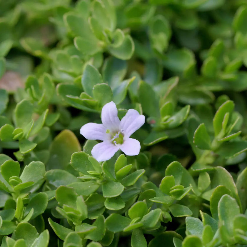  brahmi, complément, alimentaire, ayurvéda, aide le système cognitif, aide à améliorer la mémoire et la concentration 