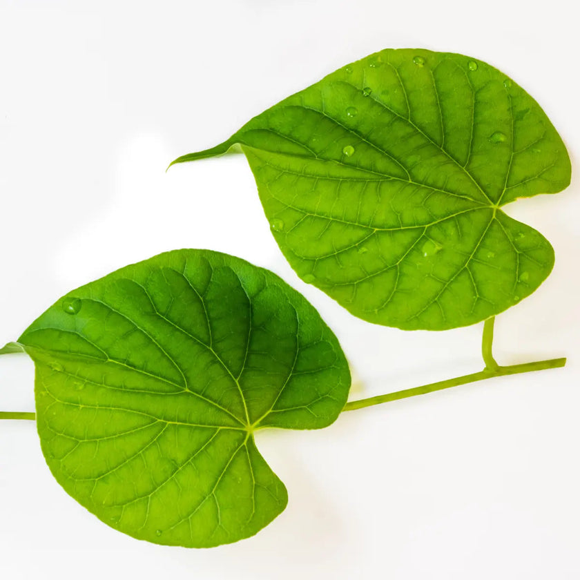 guduchi, amrit,complement alimentaire ayurvédique, aide à apaiser la fièvre et les infections,aide à réguler les niveaux de sucre ans le sang, riche en minéraux essentiels comme le calcium, le phosphore et le zinc 