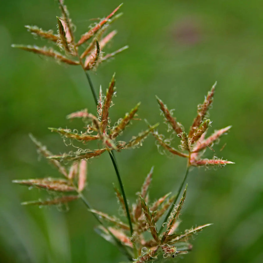 Complément alimentaire ayurvédique, musta cyperus rotundus, aide la digestion, évite les gaz et es ballonnements, aide les cycles menstruels, équilibre hormonal