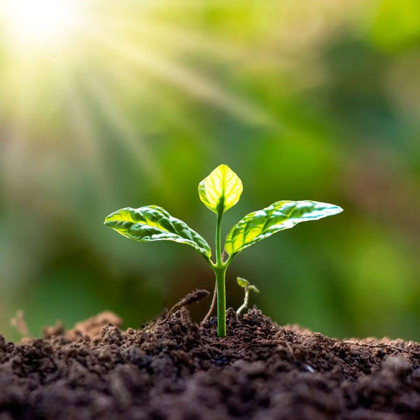 cure ayurvédique detox, cure ayurvédique Bretagne, retraite bien-être ayurvédique, cure ayurvédique détox métaux lourds, séjour ayurvédique France, cure ayurvédique femme 45+, cure shirodhara France, retraite yoga et ayurvéda, séjour détox mentale Bretagne, cure déconnexion numérique, séjour bien-être en Bretagne pour femmes stressées, retraite ayurvédique digestion, jeûne, retraite jeûne France, cure fatigue mentale et physique, séjour pour se reposer mentalement, cure bien-être anti stress, cure repos 