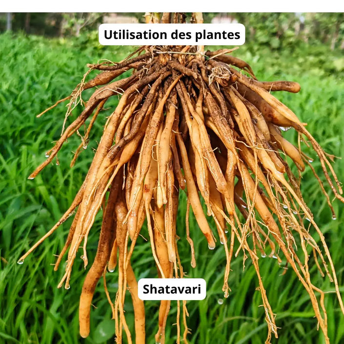 bilan ayurvédique, analyse des doshas, équilibre Vata Pitta Kapha, consultation ayurvéda en ligne, accompagnement bien-être holistique, médecine ayurvédique personnalisée, conseils en hygiène de vie ayurvédique